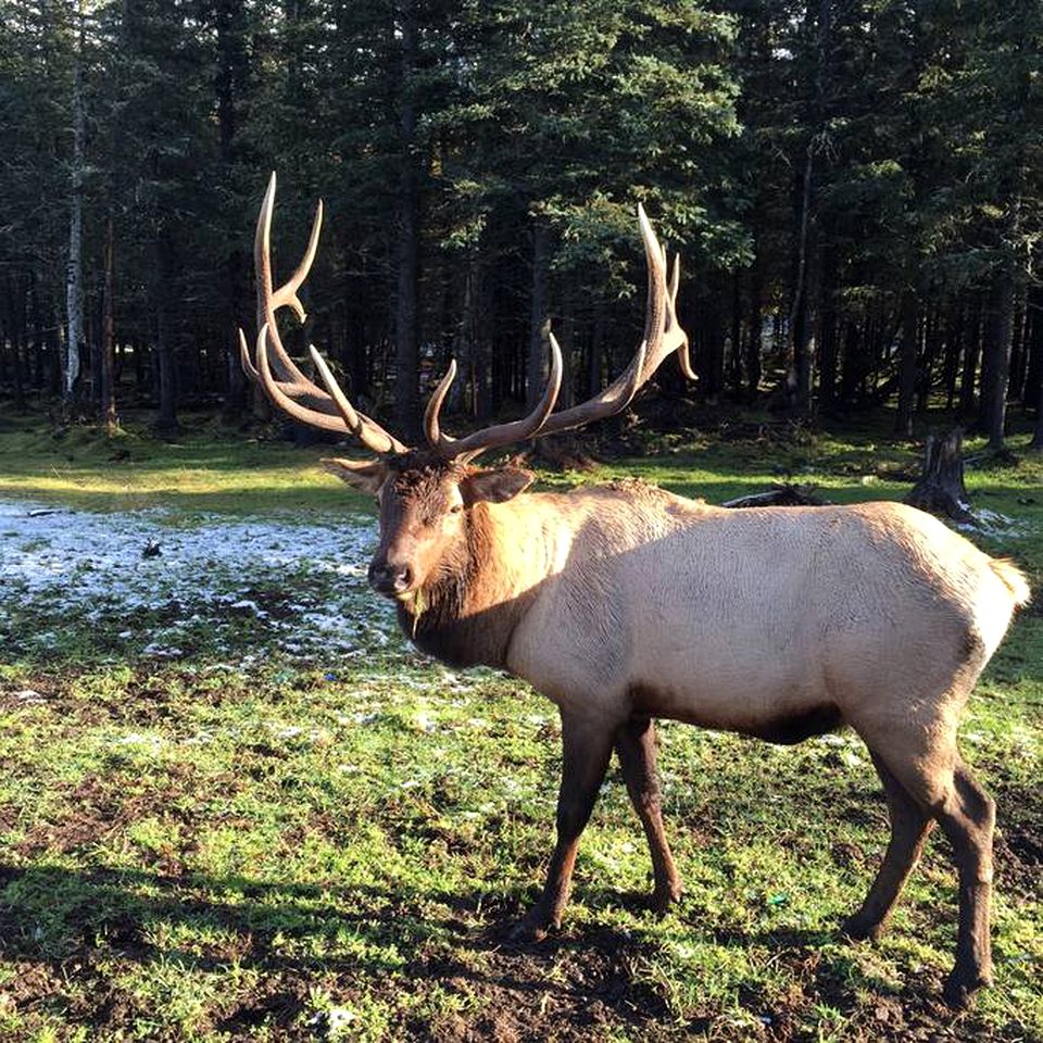 Rustic Vacation Rental with Scenic Views of the Chugach Mountains in Palmer, Alaska