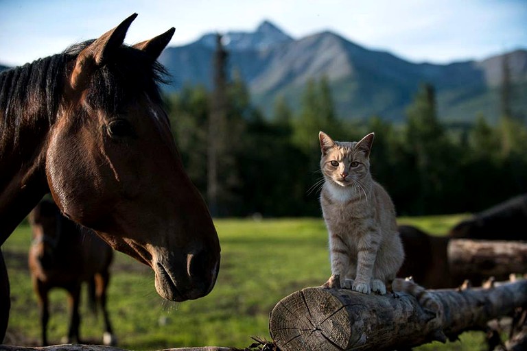 Nature Lodges (Palmer, Alaska, United States)