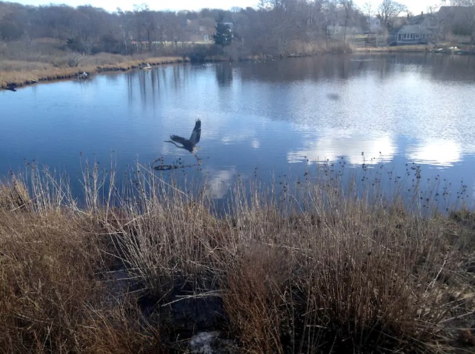 Cottages (Woods Hole, Massachusetts, United States)