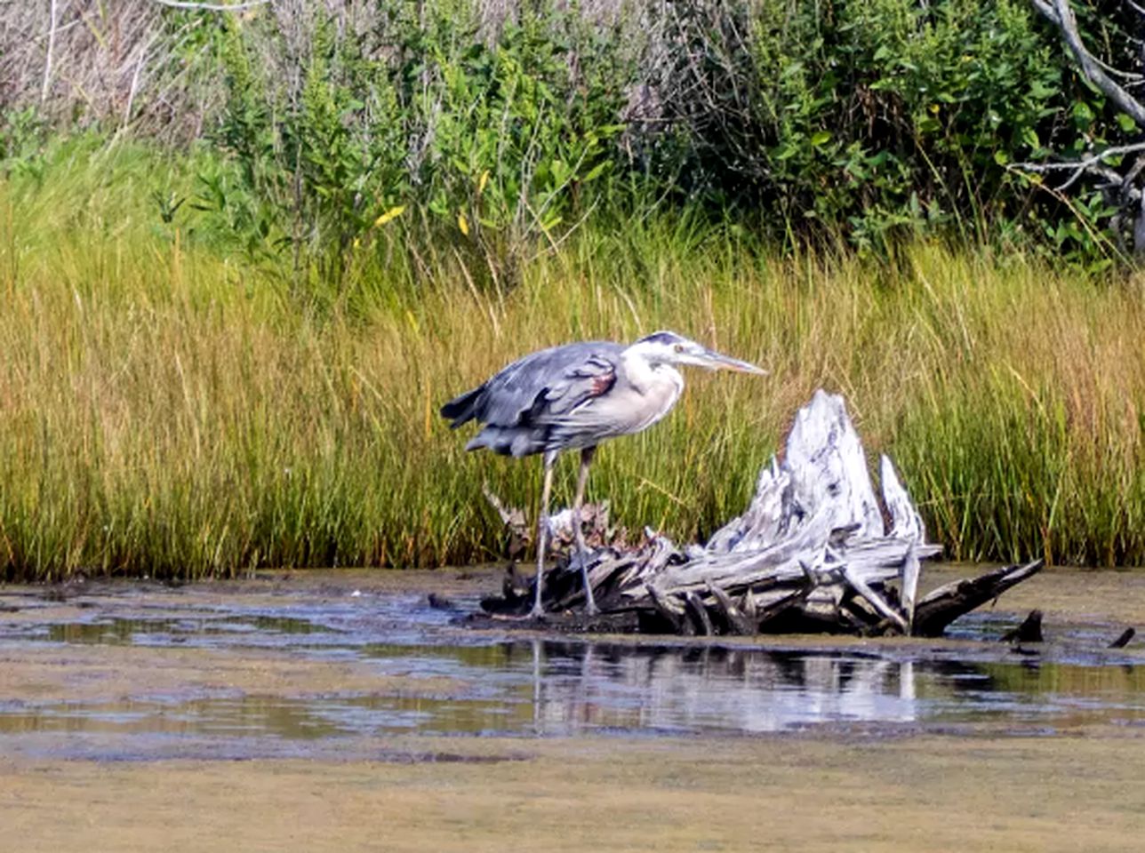 Charming 20th-Century Cape Cod Cottage Rental in Woods Hole, Massachusetts