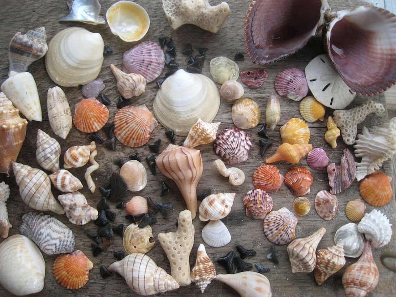 Incredible Beach Front Cottage with Gorgeous Sea Views for a Peaceful Escape on Little Gasparilla Island, Florida