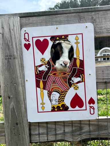 Tiny Houses (United States of America, Littleton, North Carolina)