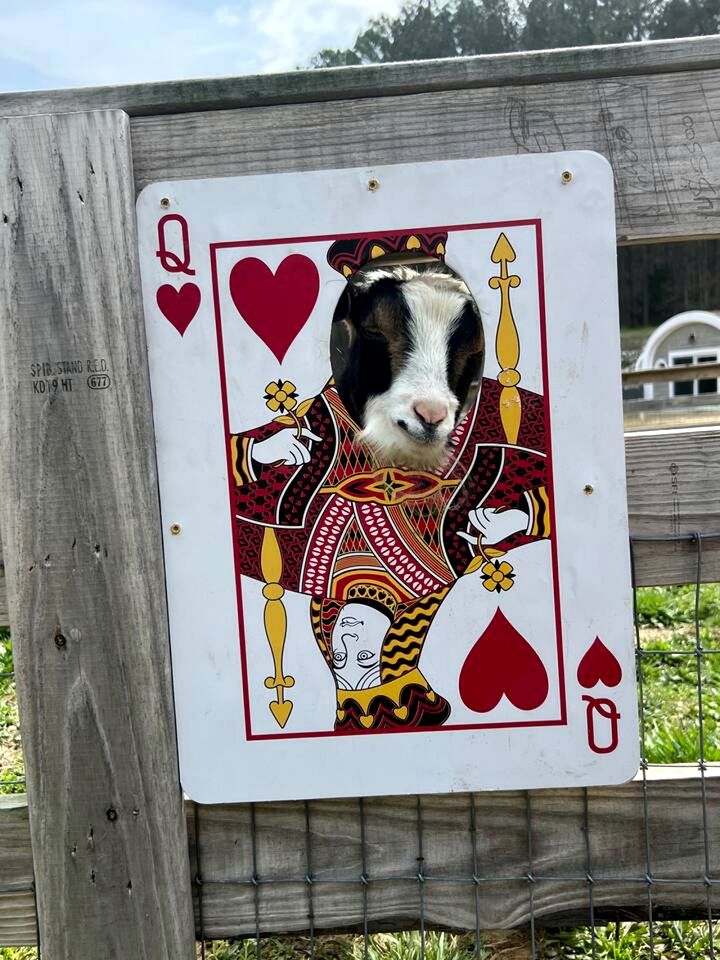 Charming Ranch Retreat with Mini Goats & Paddle Boats near Littleton, NC