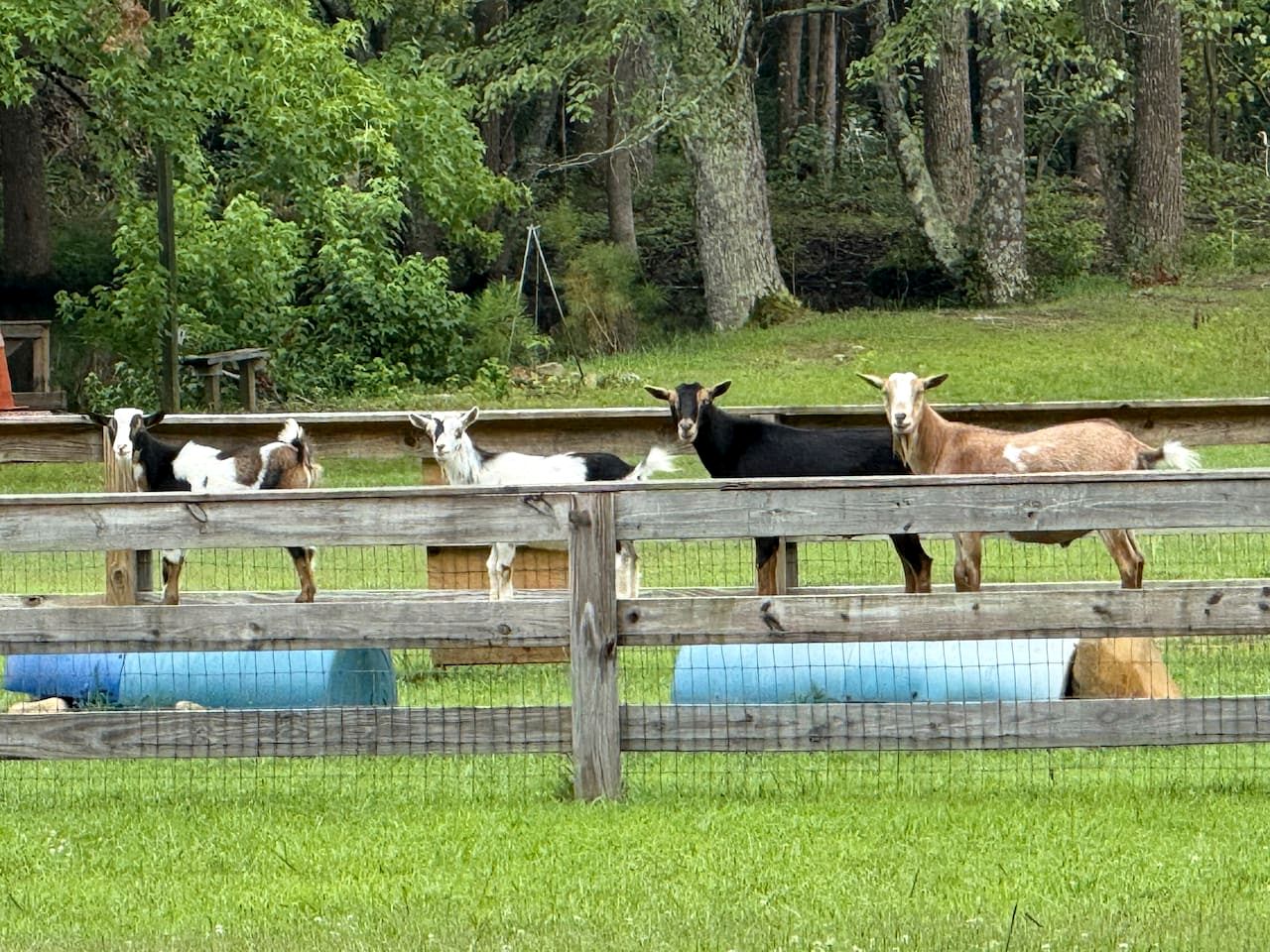 Charming Ranch Retreat with Mini Goats & Paddle Boats near Littleton, NC