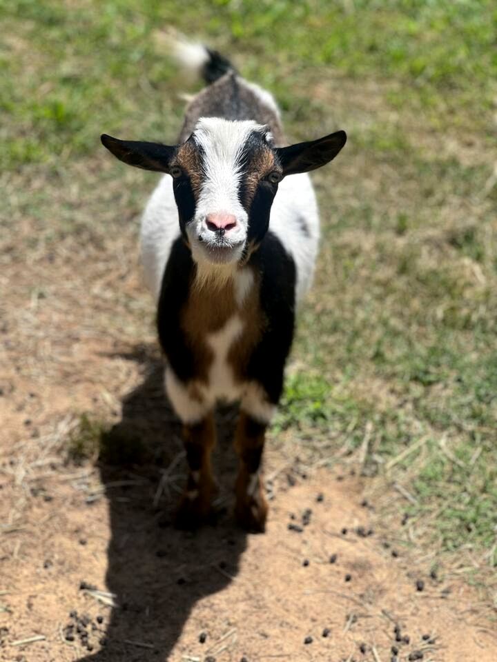 Charming Ranch Retreat with Mini Goats & Paddle Boats near Littleton, NC