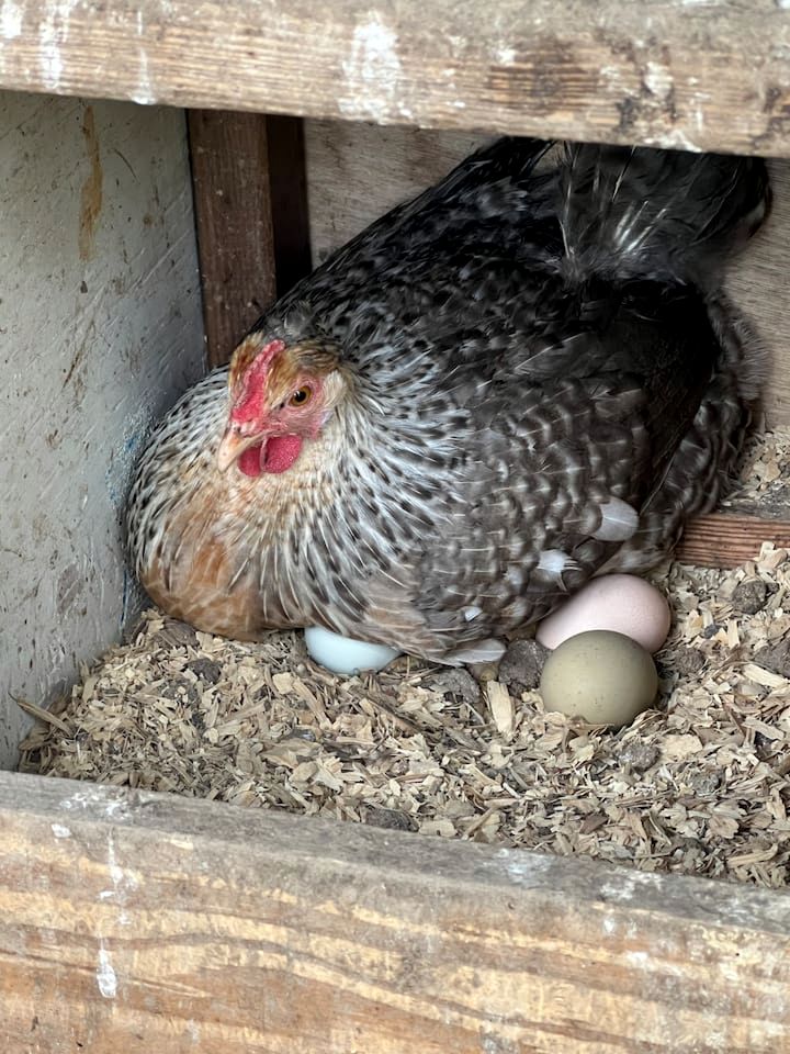 Charming Ranch Retreat with Mini Goats & Paddle Boats near Littleton, NC