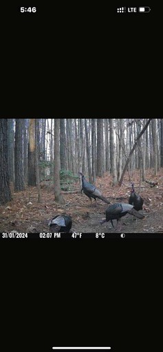 Tiny Houses (United States of America, Littleton, North Carolina)