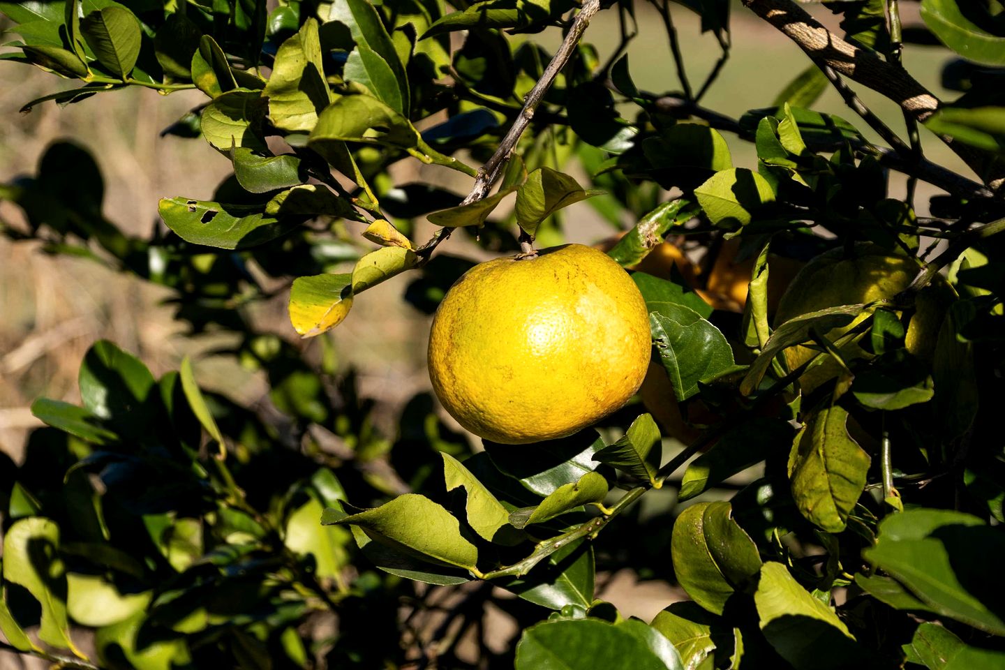 Sweet Retreat by Tiny Away