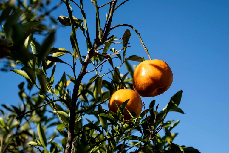 Tiny Houses (Australia, Bundaberg, Queensland)