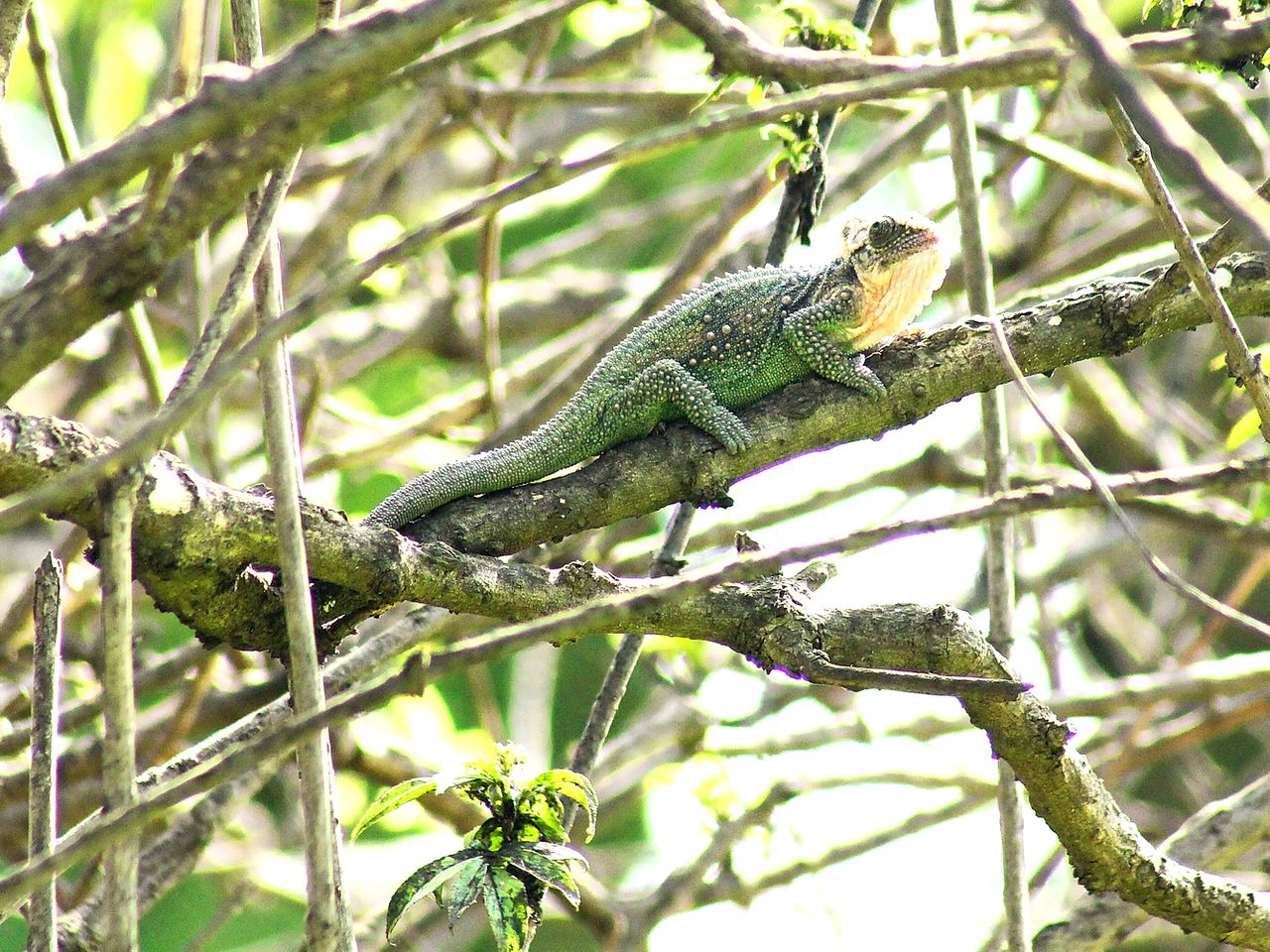 Cozy Cottage Rental Surrounded by Sycamore Trees in Mooi River, South Africa