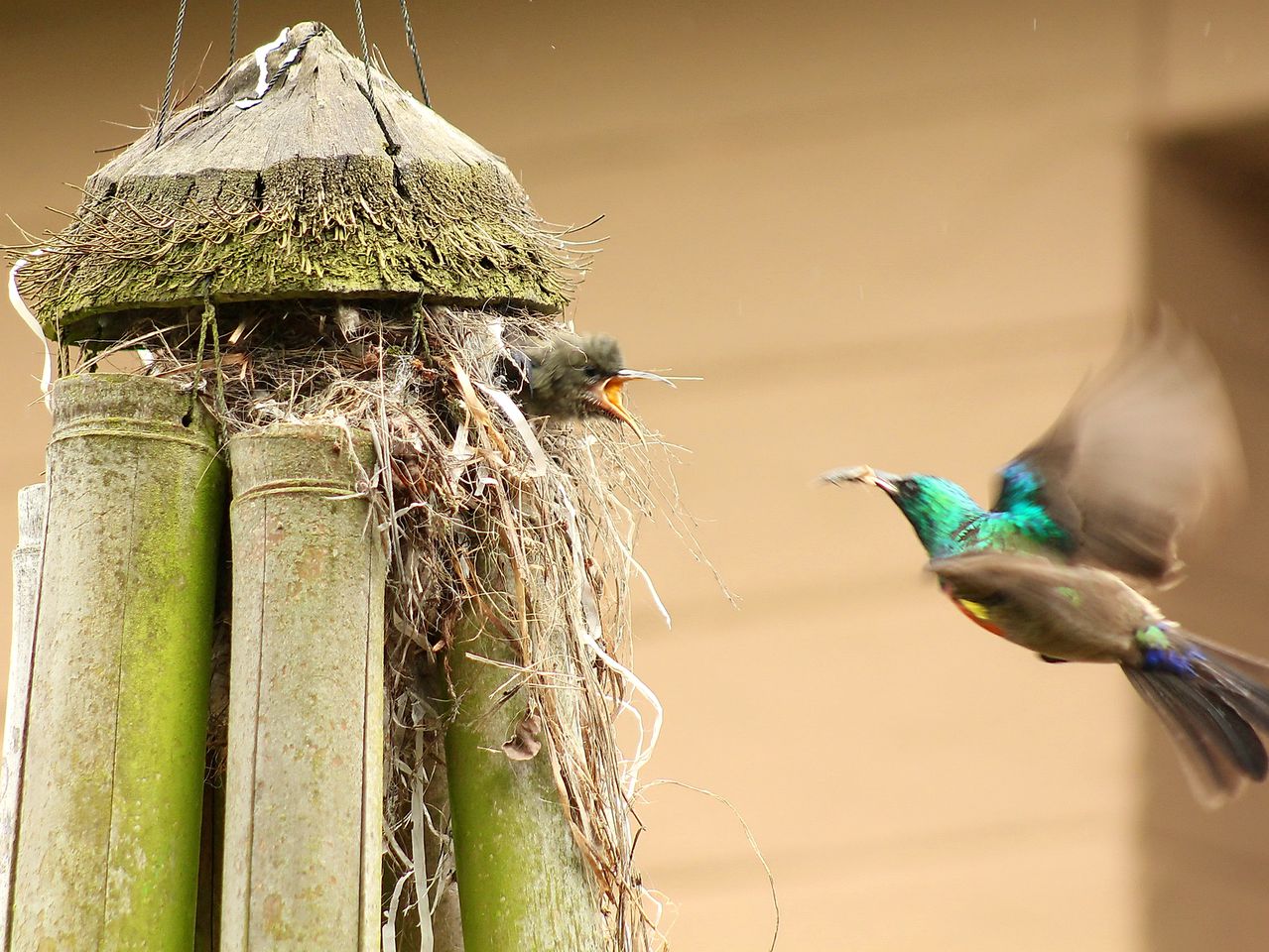 Cozy Cottage Rental Surrounded by Sycamore Trees in Mooi River, South Africa