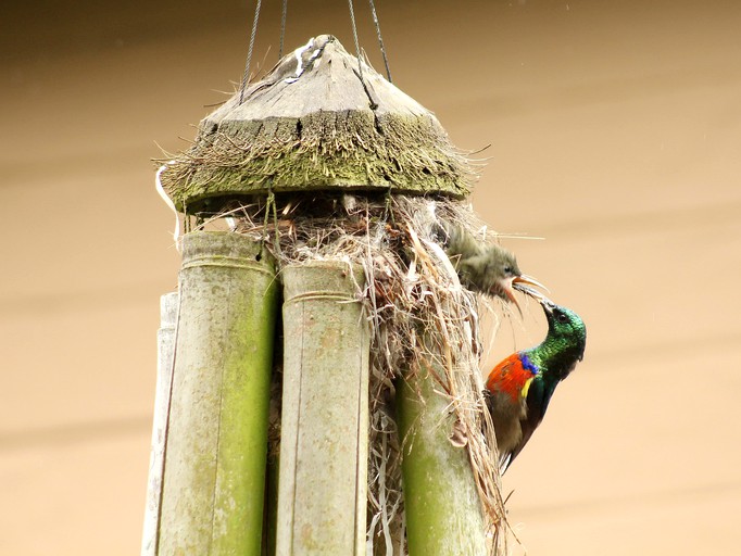 Tree Houses (Mooi River, KwaZulu-Natal, South Africa)