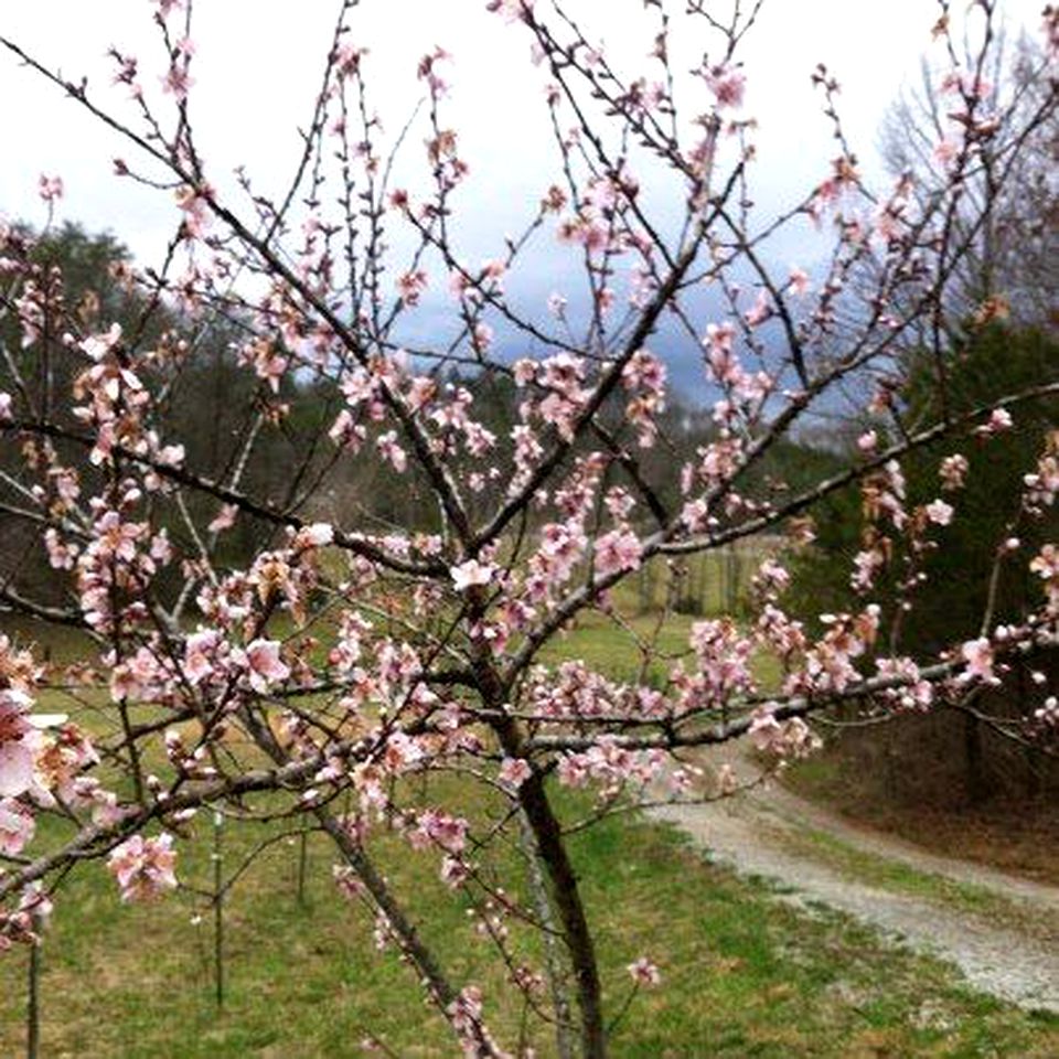 Rustic Cabin on a Woodland Farm in Tellico Plains, Tennessee