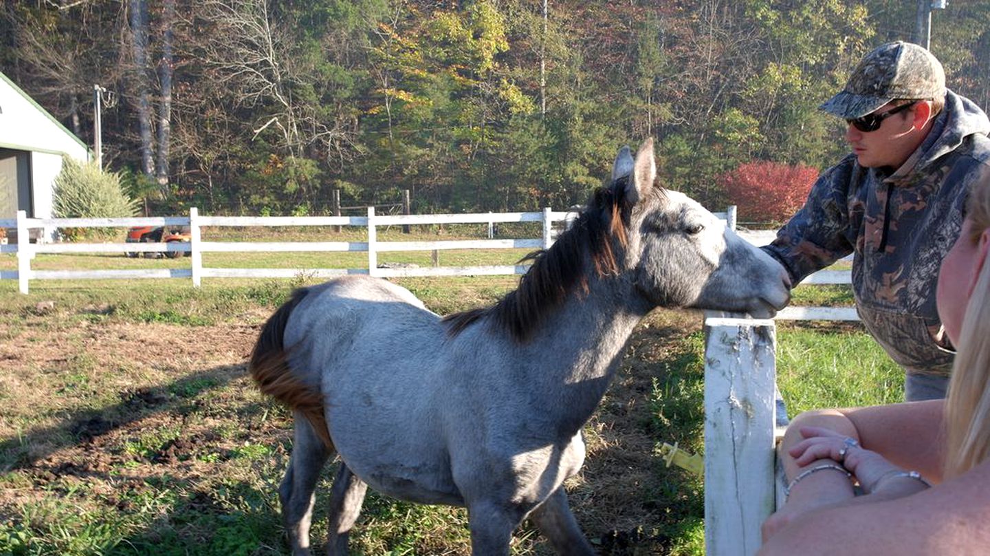 Rustic Cabin on a Woodland Farm in Tellico Plains, Tennessee