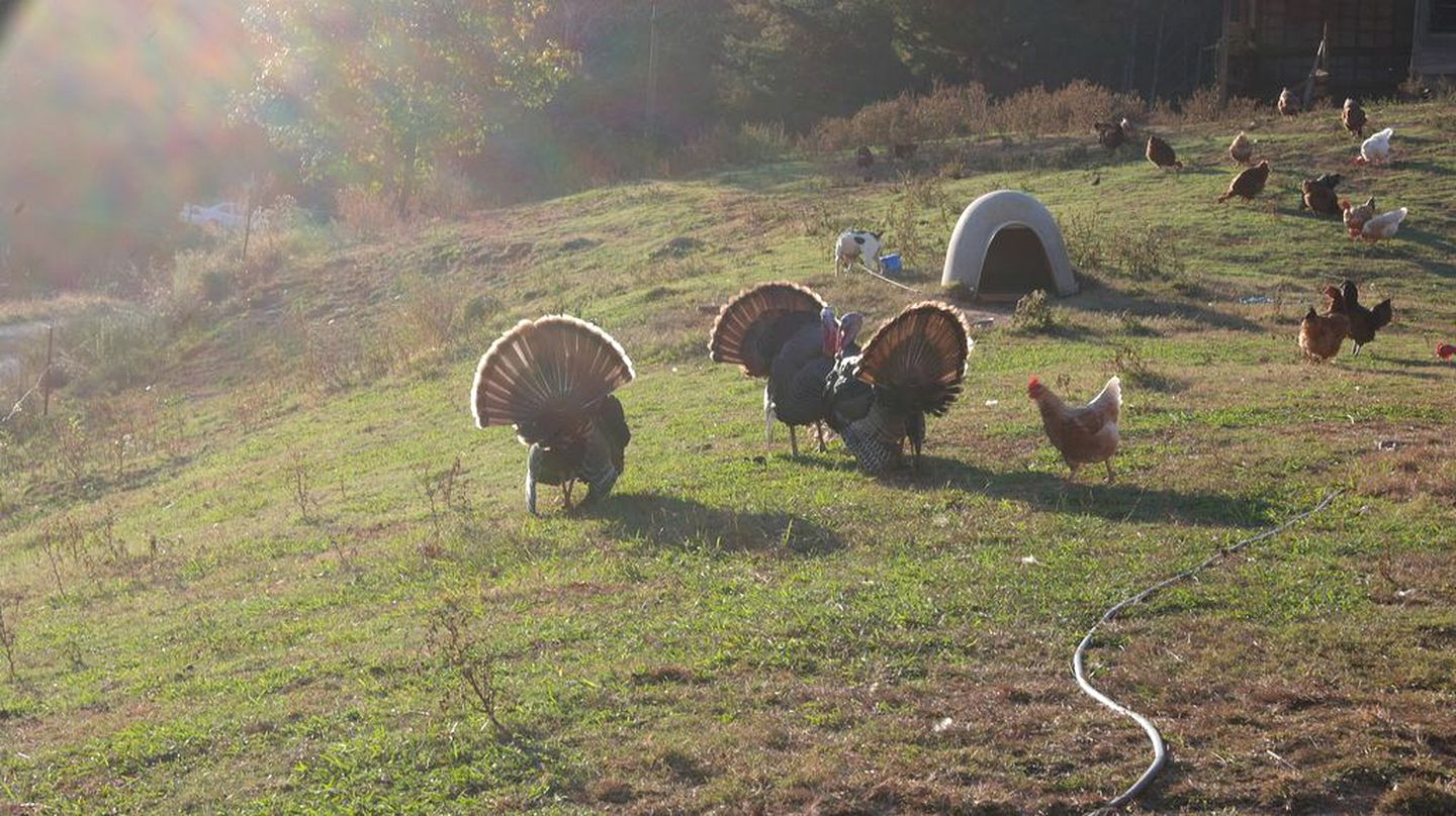 Rustic Cabin on a Woodland Farm in Tellico Plains, Tennessee