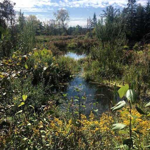 Nature Lodges (Hillsburgh, Ontario, Canada)