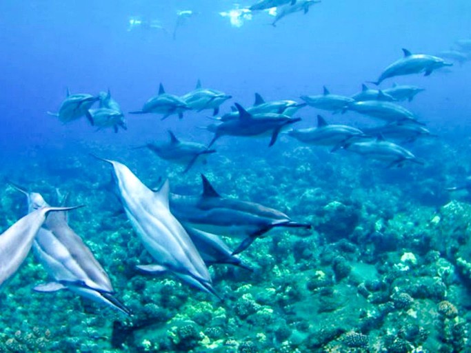 Villas (Honaunau, Hawaii, United States)