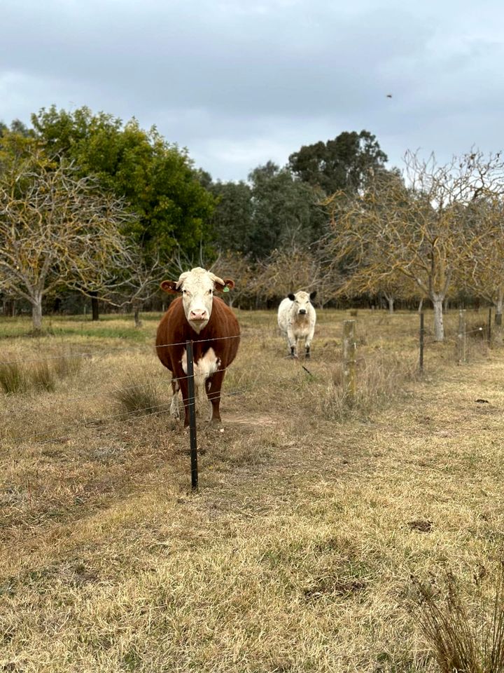 Fantastic Secluded Tiny House with Fire Pit in Milawa, Victoria