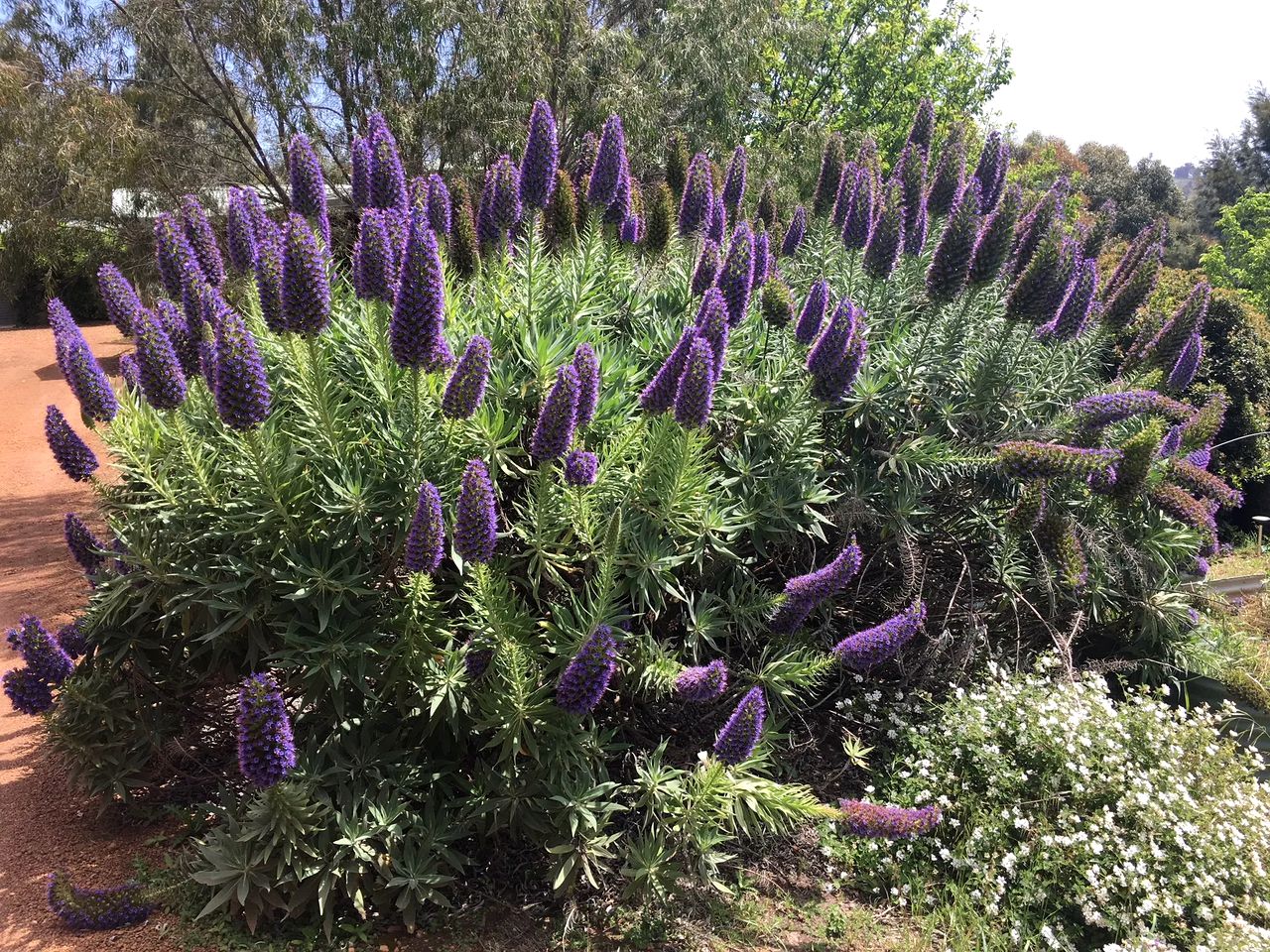 Remote Cottage on a Gorgeous Orchard Farm in Balingup, Western Australia