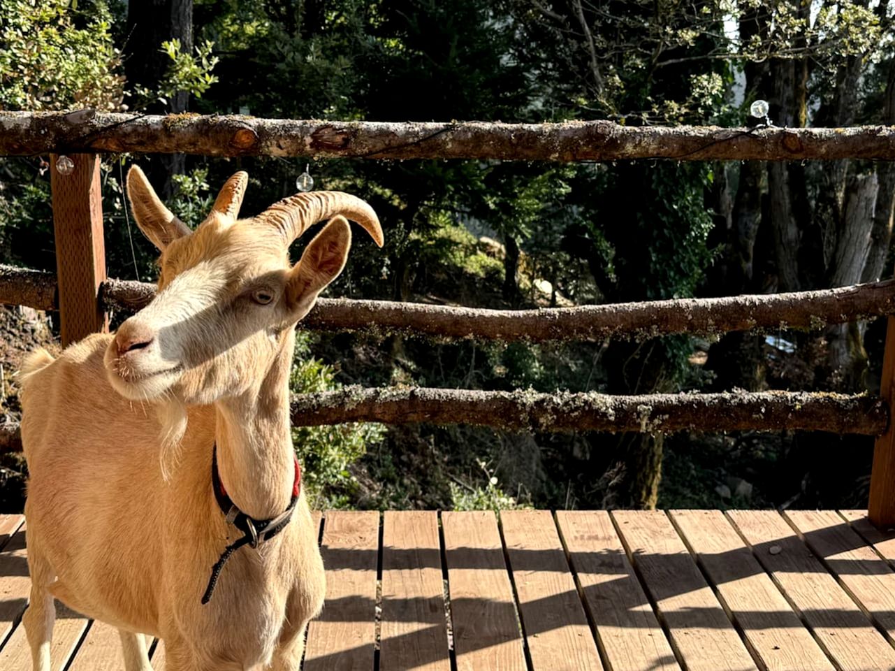 Incredible Safari Tent with Breathtaking Views in Kings Mounatin, California