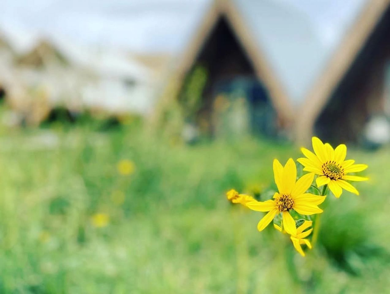 Beautiful Safari Tent with Wonderful Glampground Amenities near Yellowstone National Park in Emigrant, Montana