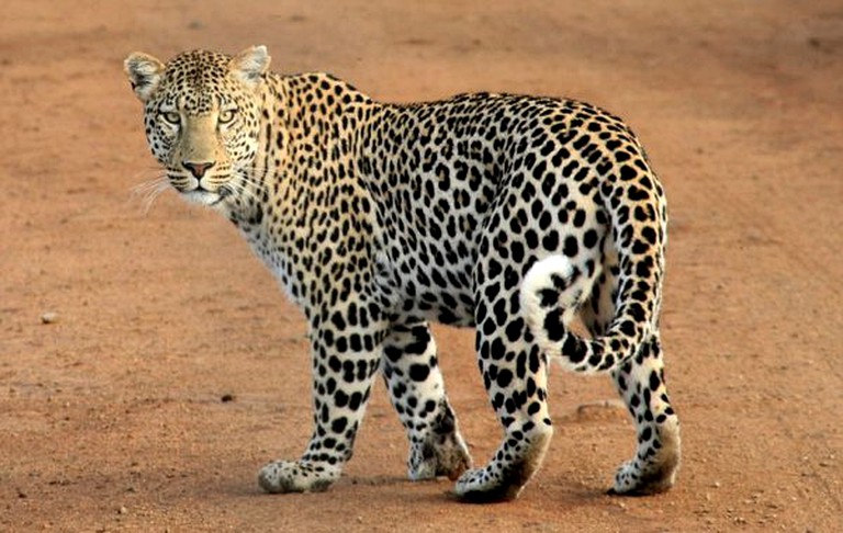 Safari Tents (Mogwase, North West Province, South Africa)