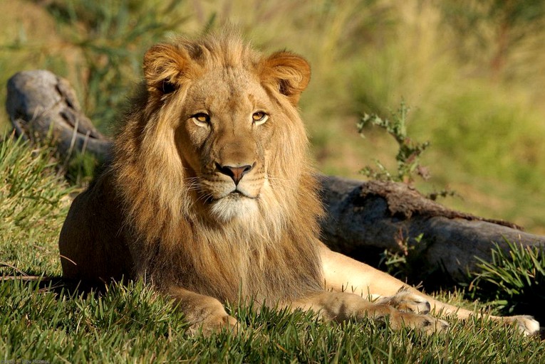 Safari Tents (Mogwase, North West Province, South Africa)