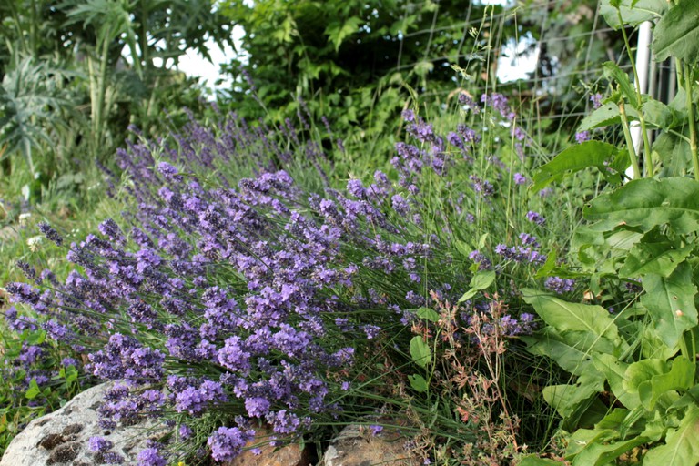 RU Tentrr Signature Site Dueling Views, is a Shaded Camp with
