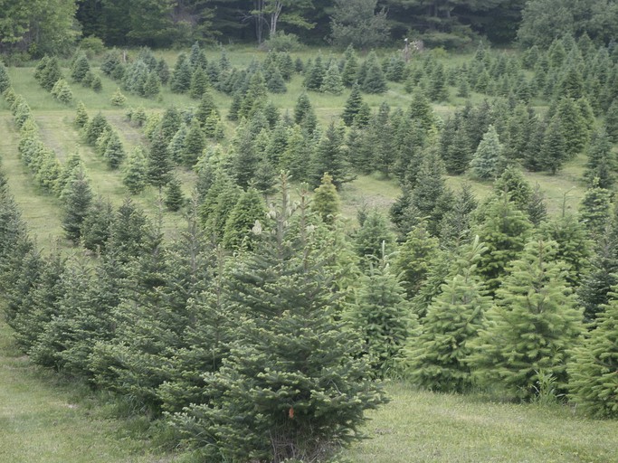 RU Tentrr Signature Site High Meadow Tree Farm, Tented Cabins, Harpursville, United States