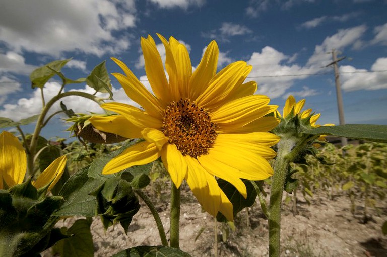 Vacation Rentals (Senigallia, Marche, Italy)