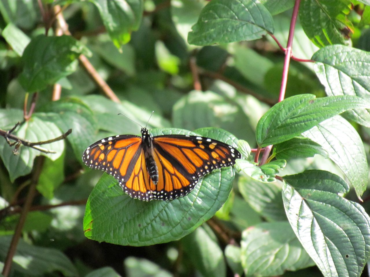 Idyllic Retreat for a Romantic Getaway near Ottawa, Ontario