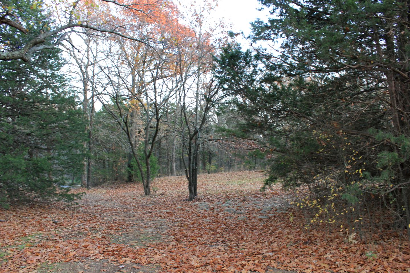 Peaceful Cottage Rental on a 21-Acre Property near Lake Texoma, Texas