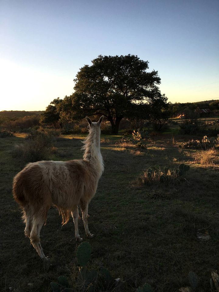 Lovely Texas Tiny House for Hill Country Getaways