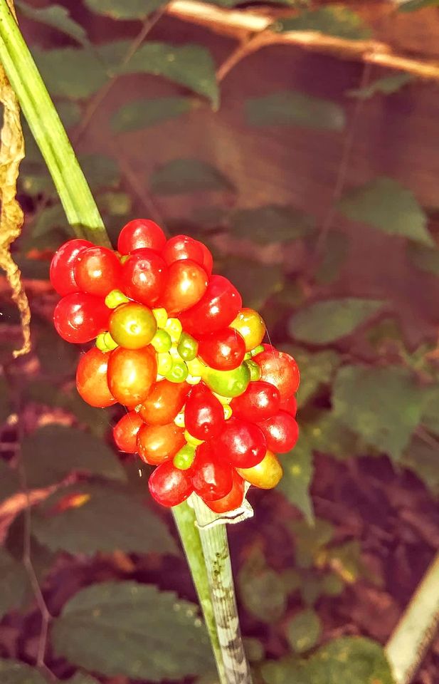 Cozy Backstage Tiny House Near Old Hickory Lake – Pet-Friendly, Private Deck, Breakfast Included