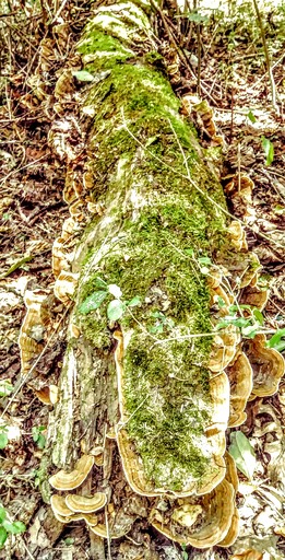 Tiny Houses (United States of America, Lebanon, Tennessee)