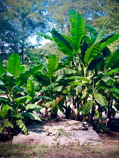 Tiny Houses (United States of America, Lebanon, Tennessee)