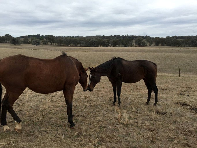 Barns (Benalla, Victoria, Australia)