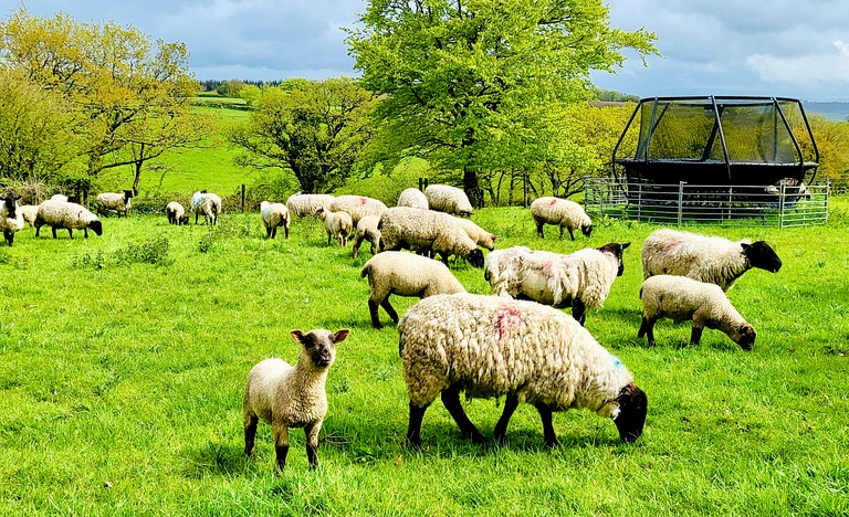 Cottages (United Kingdom, Umberleigh, England)