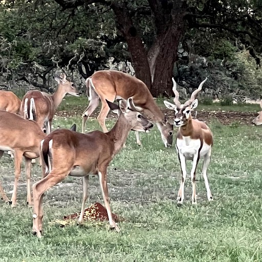 Cabins (United States of America, Mountain Home, Texas)