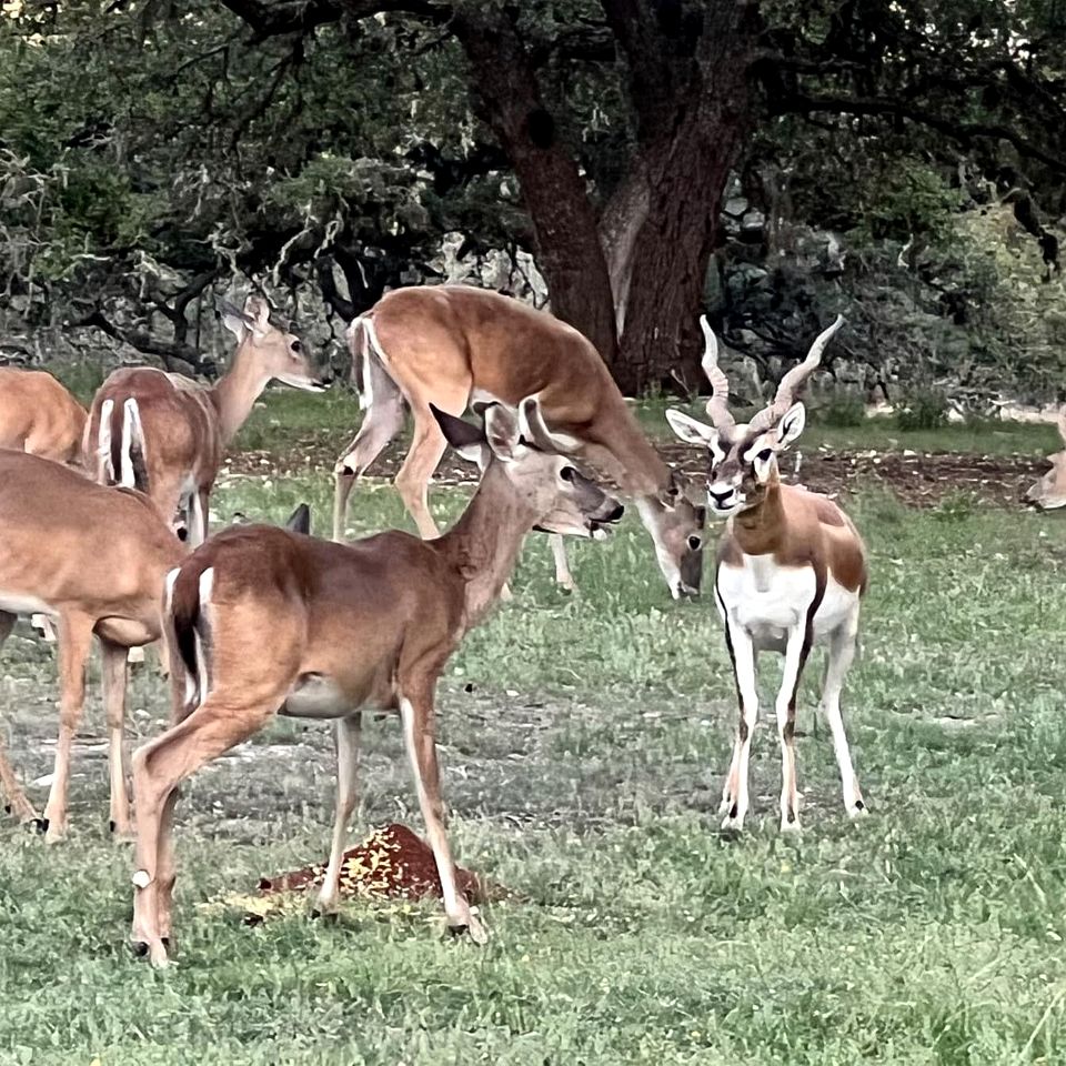 Rustic-Modern Ranch Retreat with Fire Pit & Nature Views in Mountain Home, Texas