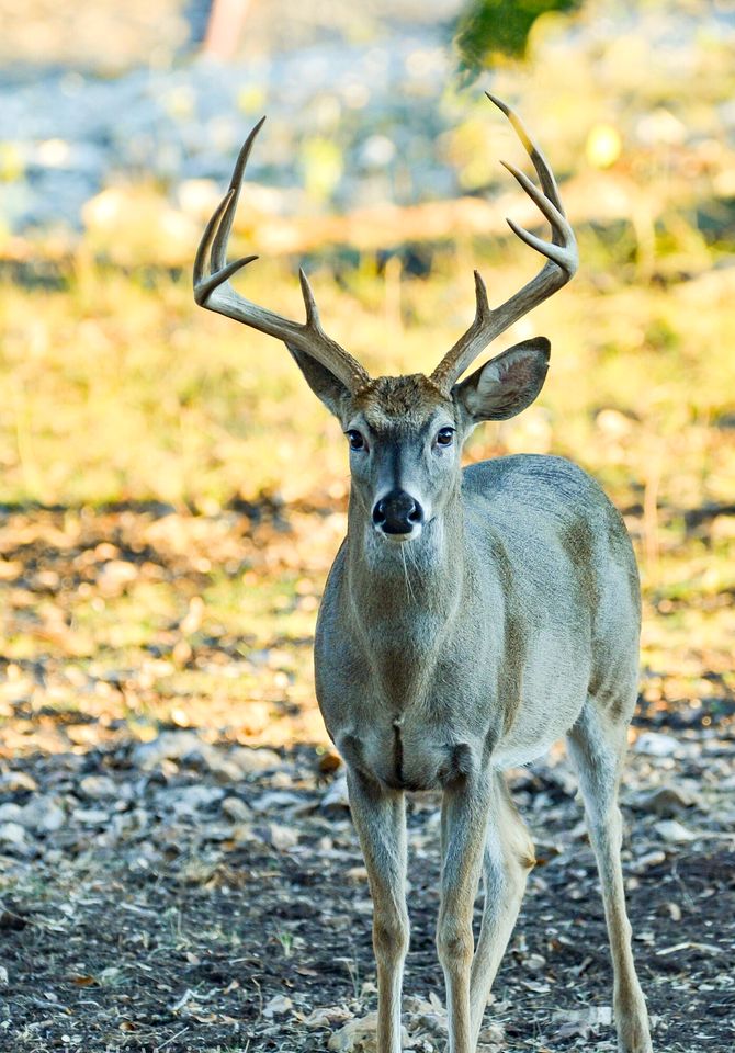 Rustic-Modern Ranch Retreat with Fire Pit & Nature Views in Mountain Home, Texas