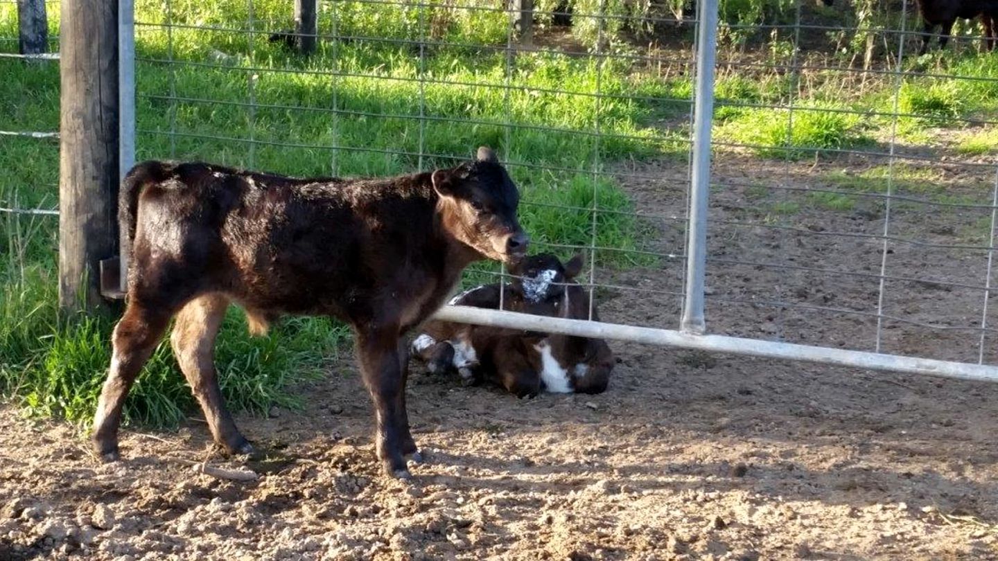 Organic Farm Stay in Mundoona, Victoria