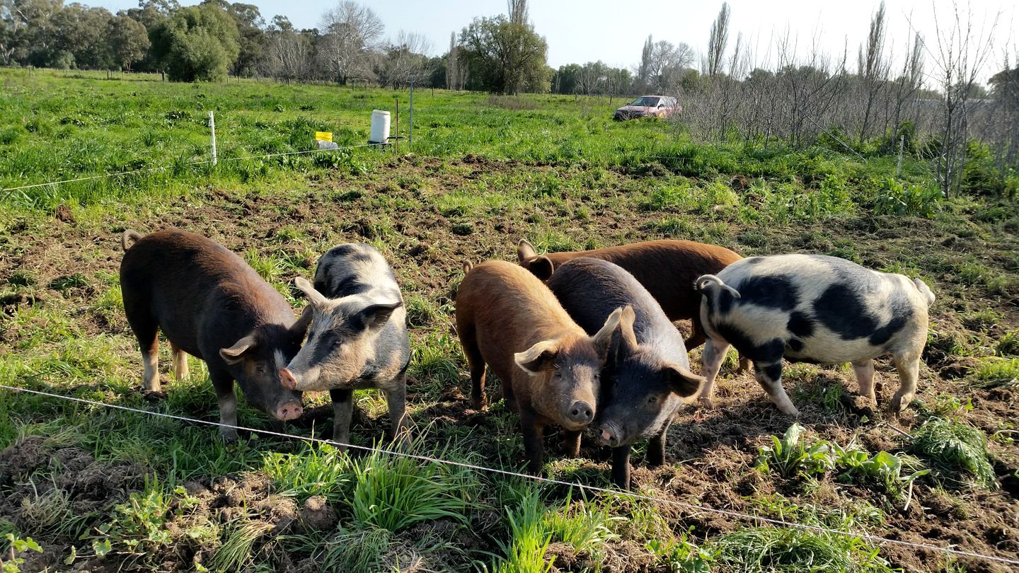 Organic Farm Stay in Mundoona, Victoria