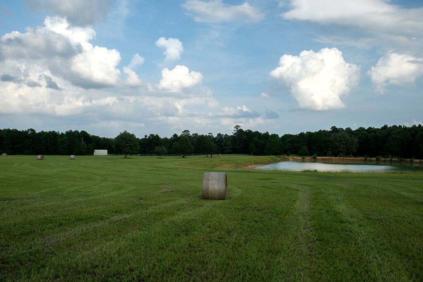 Cabin Comforts: Family Retreat for Relaxing with your Pet in Texas
