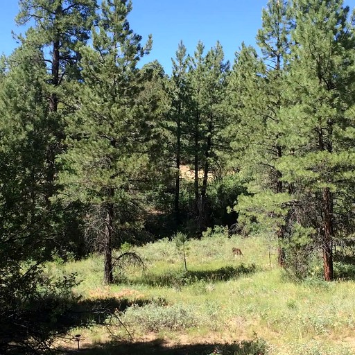 Cabins (United States of America, Mount Carmel, Utah)