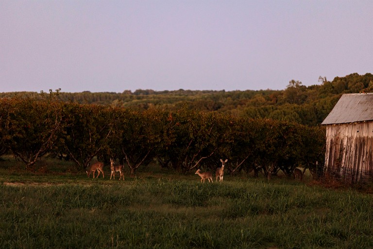 Vacation Rentals (United States of America, Alto Pass, Illinois)