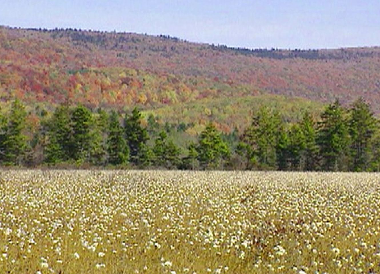 Secluded Cabin Rental with Hot Tub on Cranberry Mountain in West Virginia