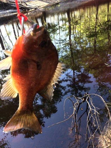 Vacation Rentals (United States of America, --, --)