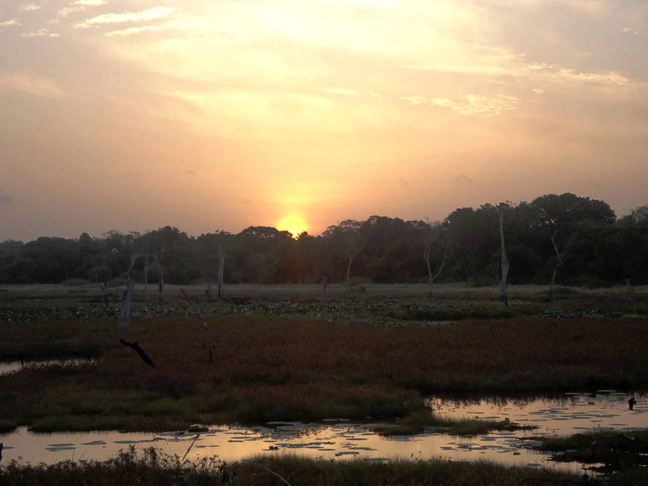 Spacious Safari Accommodation in the Rainforest of Anuradhapura, Sri Lanka