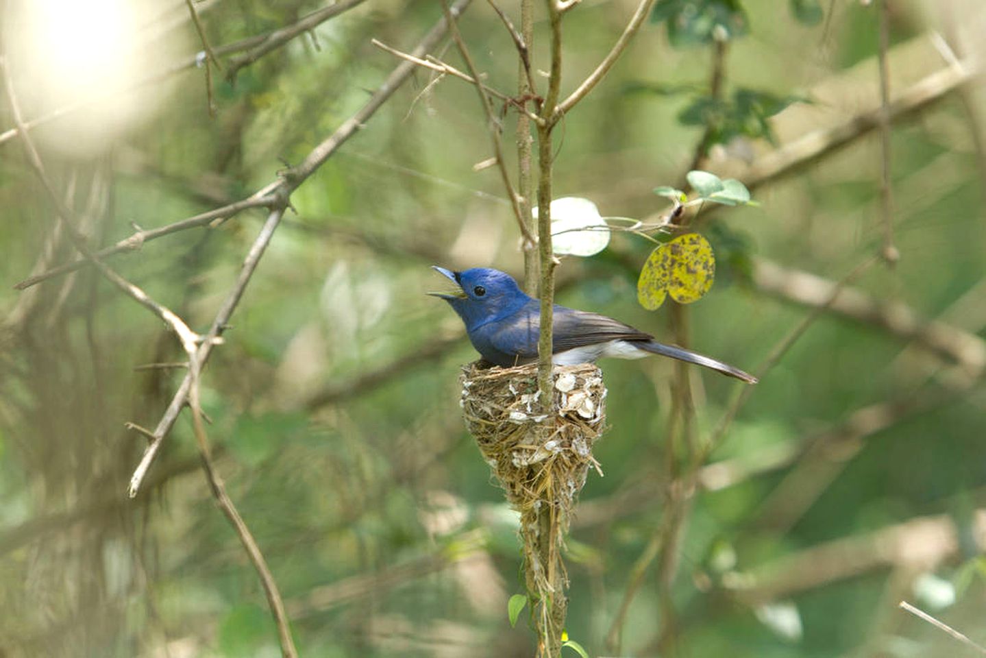 Spacious Safari Accommodation in the Rainforest of Anuradhapura, Sri Lanka